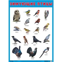 НаглядныеПособия Плакат. Зимующие птицы (440*590мм), (Мозаика-Синтез, 2020), Л