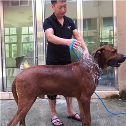 Щетка-душ для собак Pet Bathing Tool, Акция!