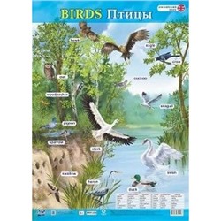 УчебныеПлакаты Английский язык. Birds. Птицы (А2) (КПЛ-250), (Учитель,ИПГринин, 2019), Л