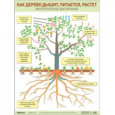 НаглядныеПособия Плакат. Как дерево дышит, питается, растет (440*590мм), (Мозаика-Синтез, 2022), Л
