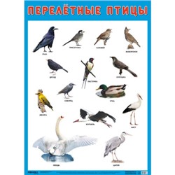 НаглядныеПособия Плакат. Перелетные птицы (440*590мм), (Мозаика-Синтез, 2021), Л